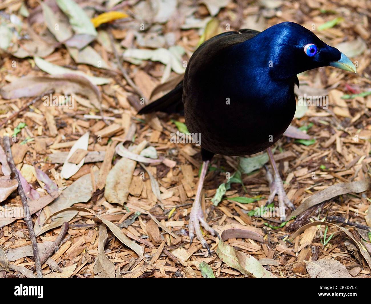Herrlicher, glitzernder männlicher Satin-Bowerbird mit bemerkenswerten Augen und auffälligem Gefieder. Stockfoto