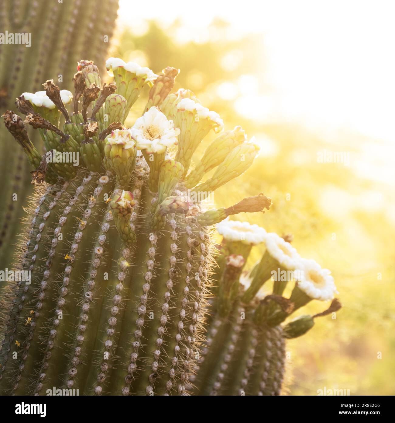 USA, Arizona, Tucson, Nahaufnahme von blühenden Kaktuskaktus im Sonnenlicht Stockfoto
