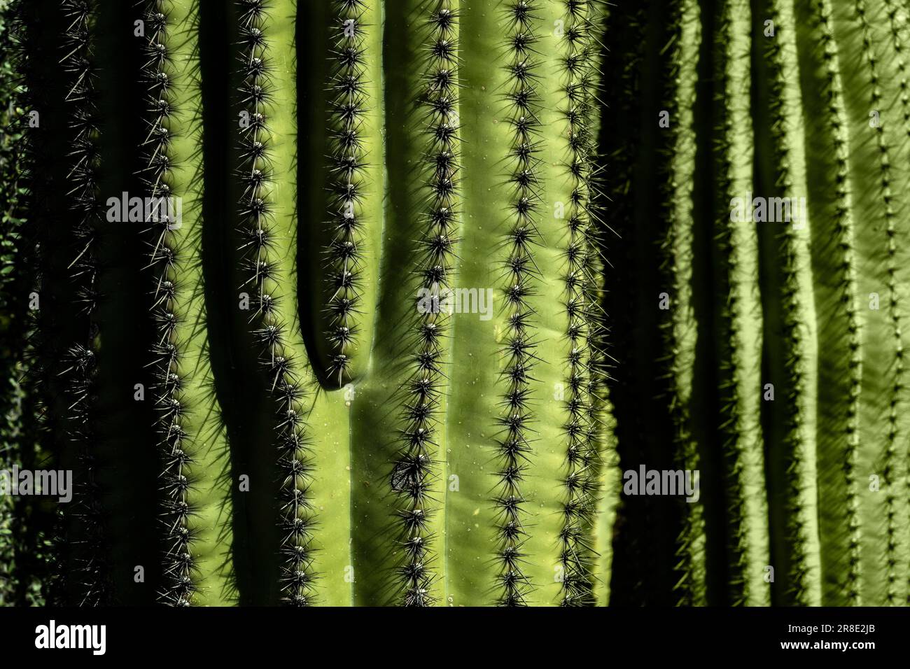 USA, Arizona, Tucson, Nahaufnahme von grünem Kakteen mit Dornenreihen Stockfoto