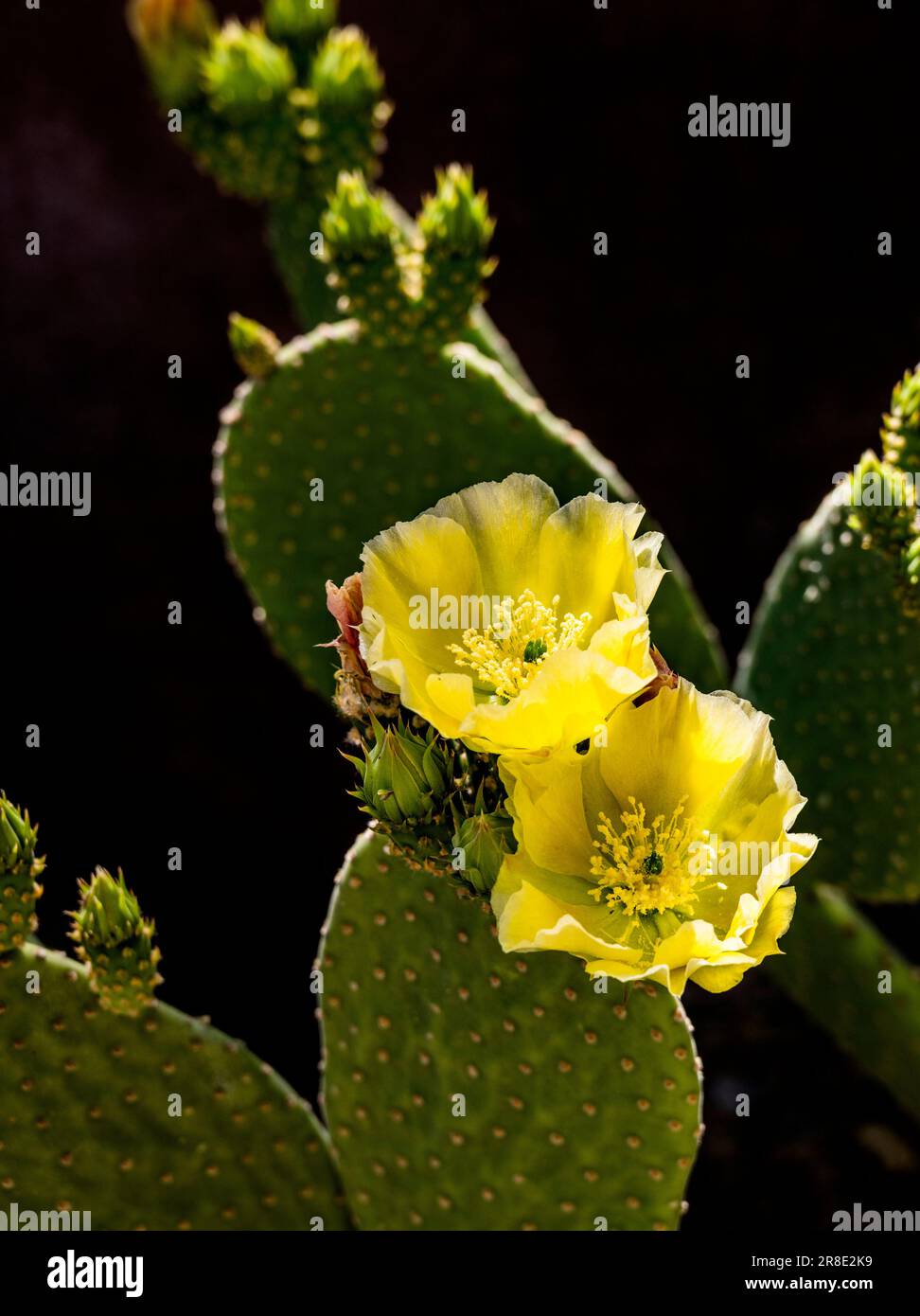 USA, Arizona, Tucson, Nahaufnahme von blühenden Kaktuskaktus Stockfoto