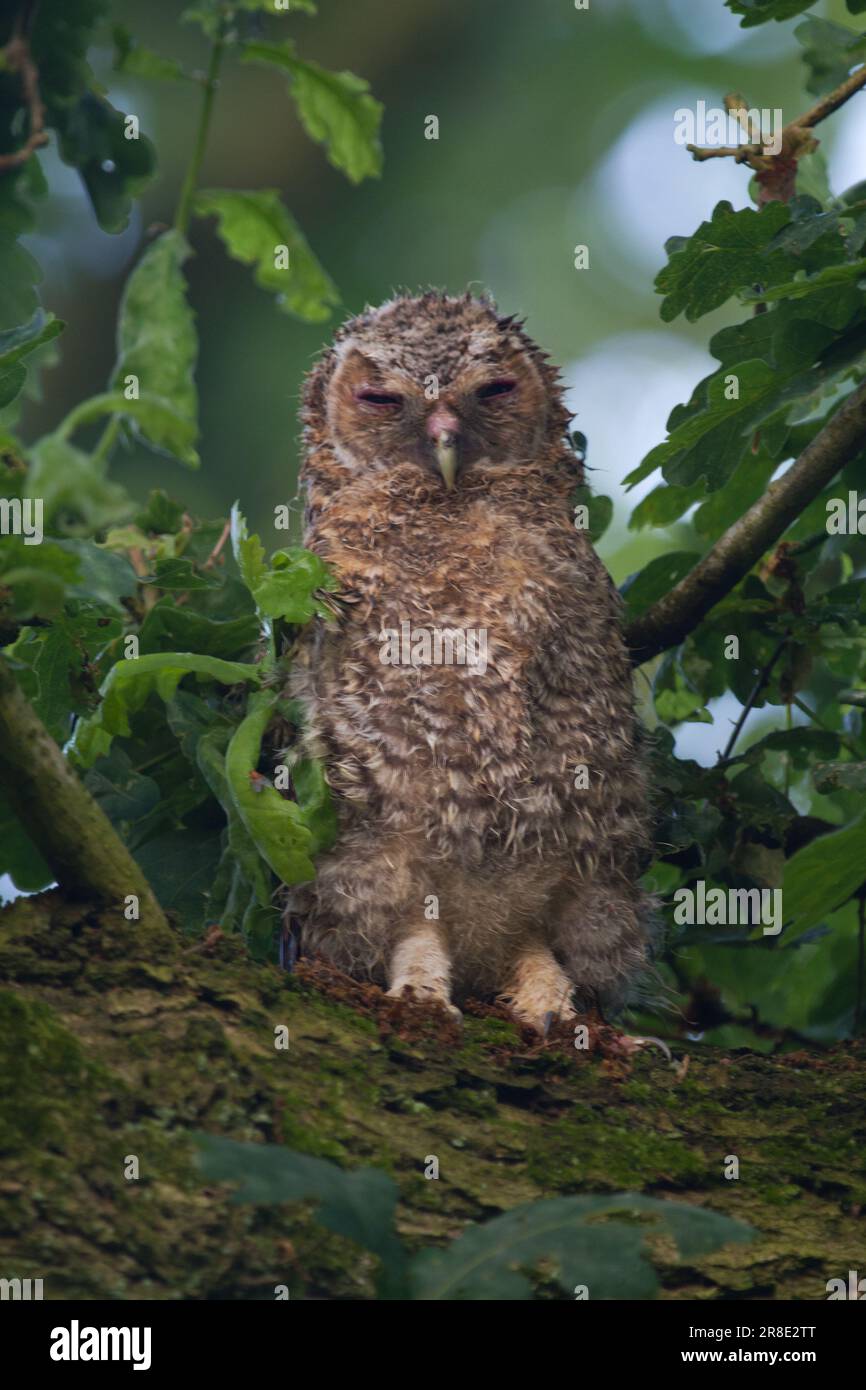 Junge, flauschige Tawny Eule, nass vom Regen mit geschlossenen Augen, schläft in Eiche Stockfoto