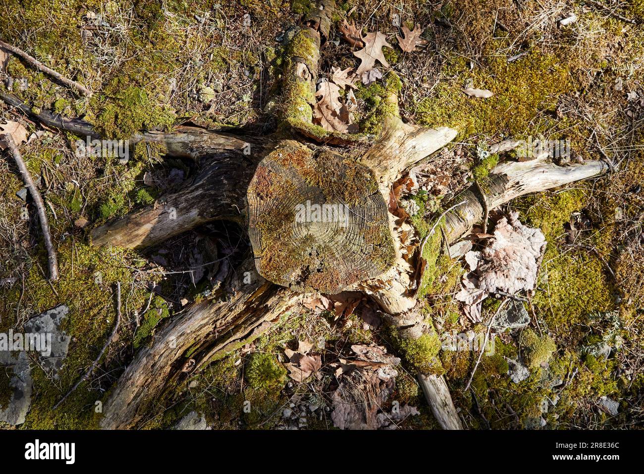 Blick von oben auf moosbedeckte Baumstümpfe Stockfoto