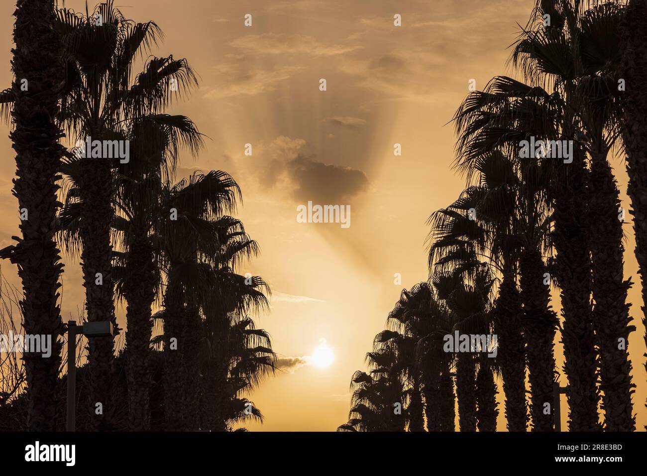 Spanien, Valencia, Silhouetten von Palmen und Sonnenstrahlen am Himmel Stockfoto