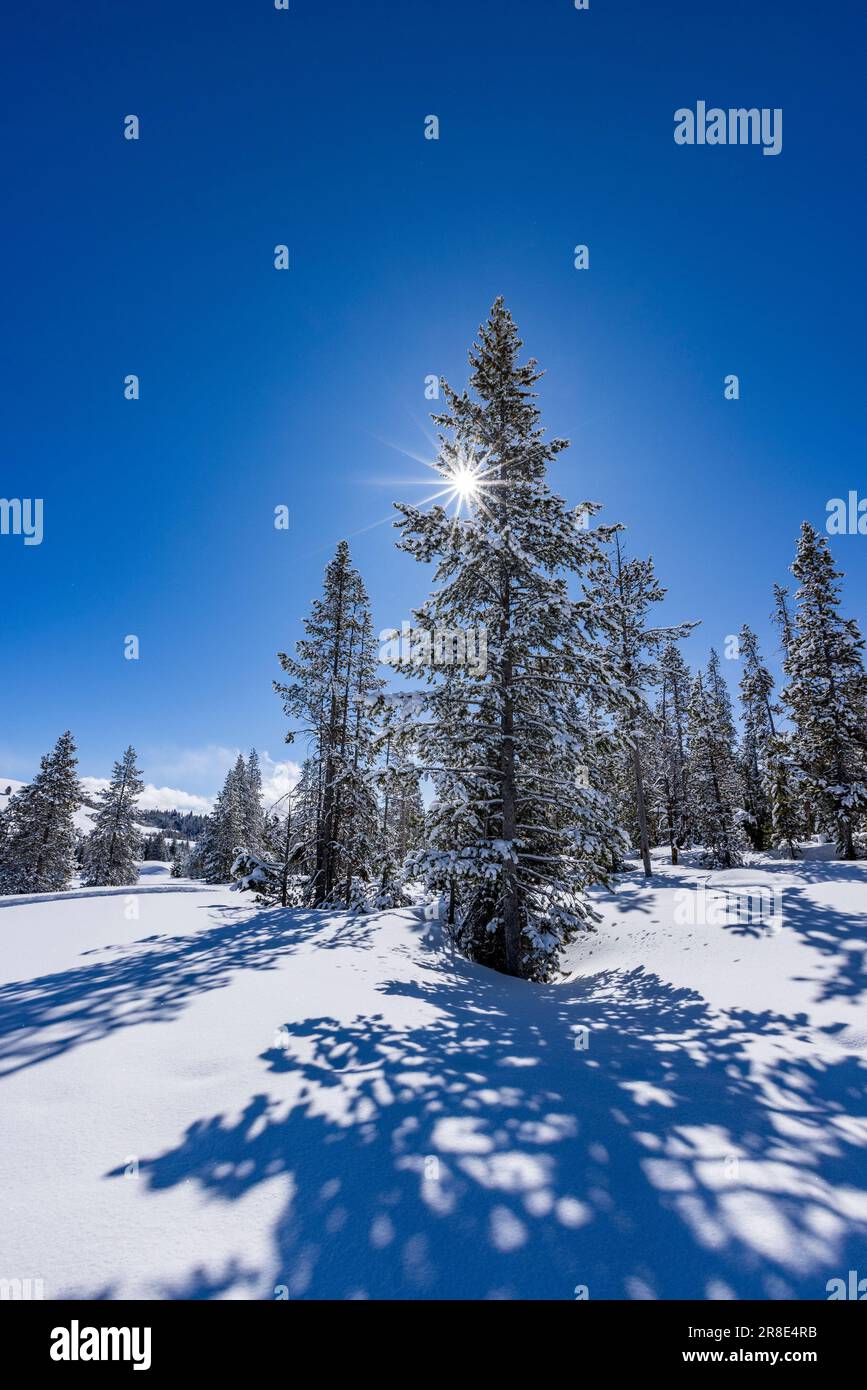 USA, Idaho, Sun Valley, Sonne scheint durch Tannen bedeckt mit Schnee Stockfoto