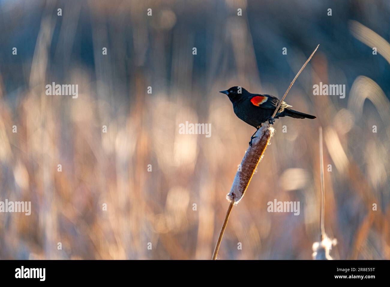 USA, Idaho, Bellevue, Rote geflügelte Amsel, die auf Katzenschwanz sitzt Stockfoto