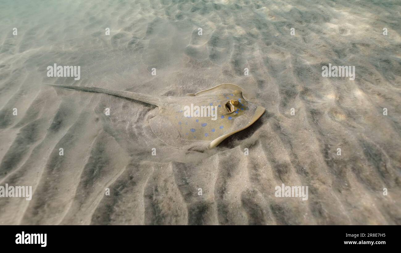 Stingray sucht an sonnigen Tagen unten nach Essen. Blauer Stachelrochen oder blauer Bändchen (Taeniura Lymma) gräbt Sand auf dem Meeresboden Stockfoto