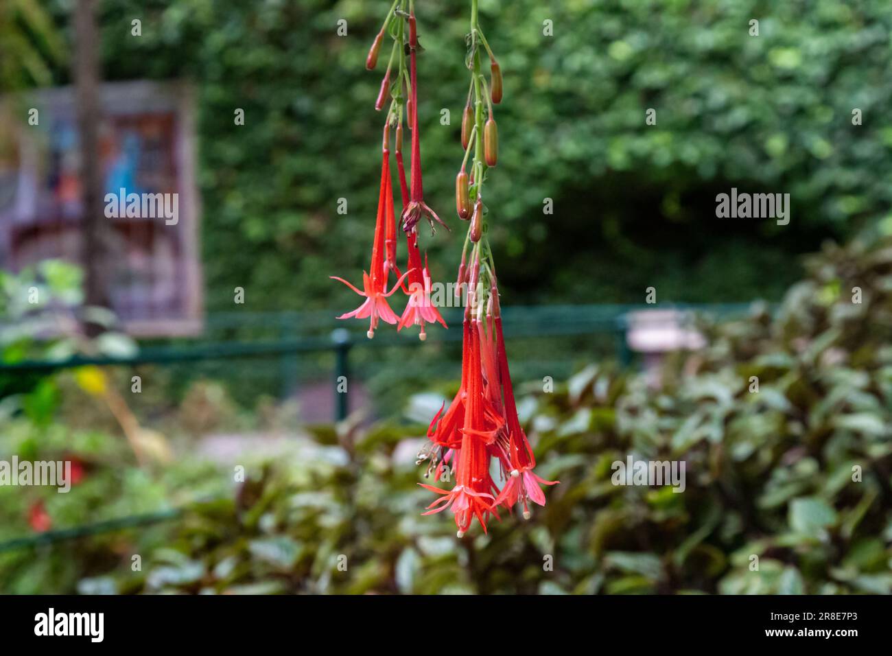 Das sind blühende Blüten von Fuchsia Bolivian im Garten. Stockfoto