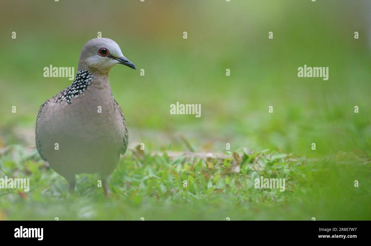 Ein gesichteter Taubenvogel, der auf dem Boden nach Nahrung sucht. Vorderansicht des Vogels, fotografieren Sie durch die Gräser. Stockfoto