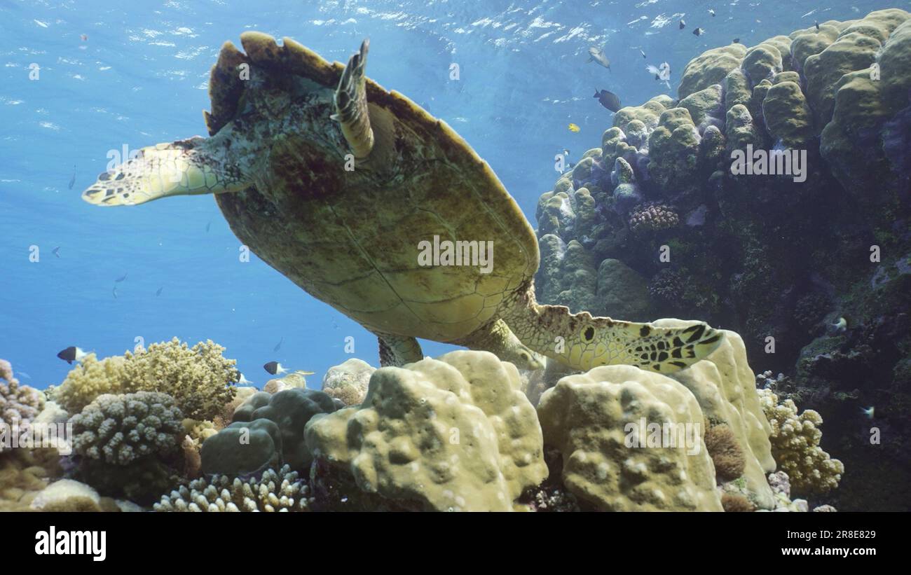 Blick von unten auf Hawksbill Sea Turtle oder Bissa (Eretmochelys imbricata) ernährt sich von harten Korallen auf einem wunderschönen tropischen Riff, Rotes Meer, Ägypten Stockfoto