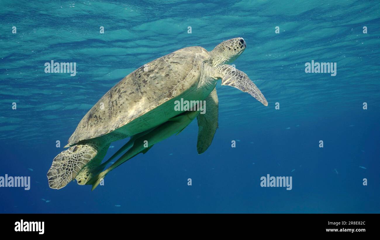 Große grüne Meeresschildkröte (Chelonia mydas), die im blauen Ozean schwimmt, Rotes Meer, Ägypten Stockfoto