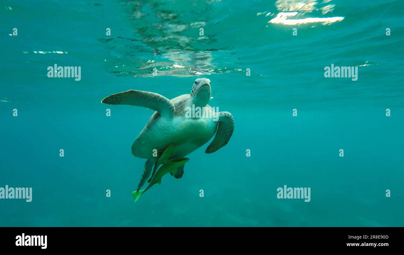 Rotes Meer, Ägypten. 17. Juni 2023. Große grüne Meeresschildkröte (Chelonia mydas), die im blauen Ozean schwimmt, Rotes Meer, Ägypten (Kreditbild: © Andrey Nekrasov/ZUMA Press Wire), NUR REDAKTIONELLE VERWENDUNG! Nicht für den kommerziellen GEBRAUCH! Stockfoto