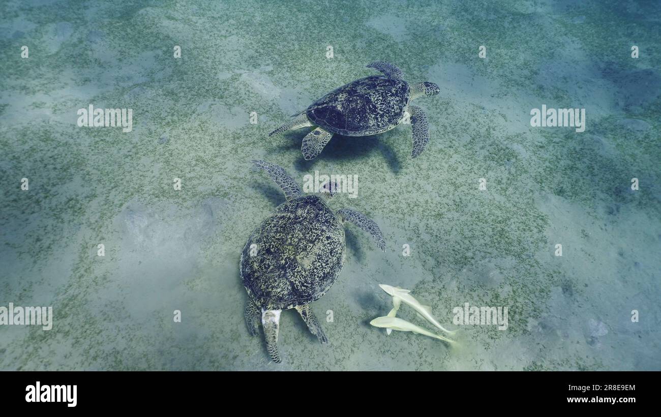 Rotes Meer, Ägypten. 17. Juni 2023. Zwei Männer der Großen Grünen Meeresschildkröte (Chelonia mydas) mit Remorafish auf ihrer Muschel, die ihre Dominanz während des territorialen Streits auf Seegraswiesen, Rotes Meer, Ägypten (Kreditbild: © Andrey Nekrasov/ZUMA Press Wire) NUR REDAKTIONELLER GEBRAUCH! Nicht für den kommerziellen GEBRAUCH! Stockfoto
