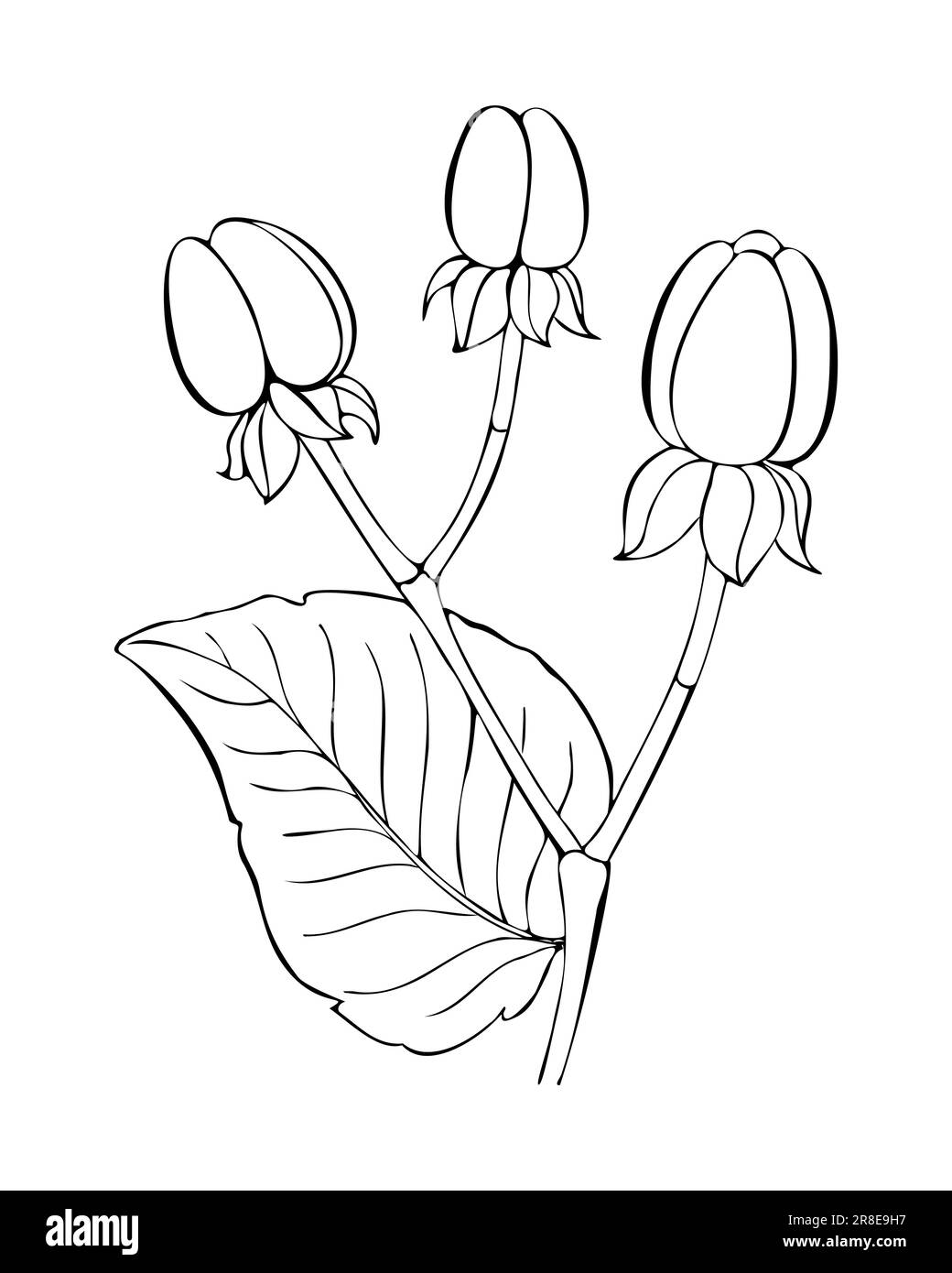 Hypericum androsaemum Konturskizze handgezeichnet, mit Beere und Blatt. Vektordarstellung Stock Vektor