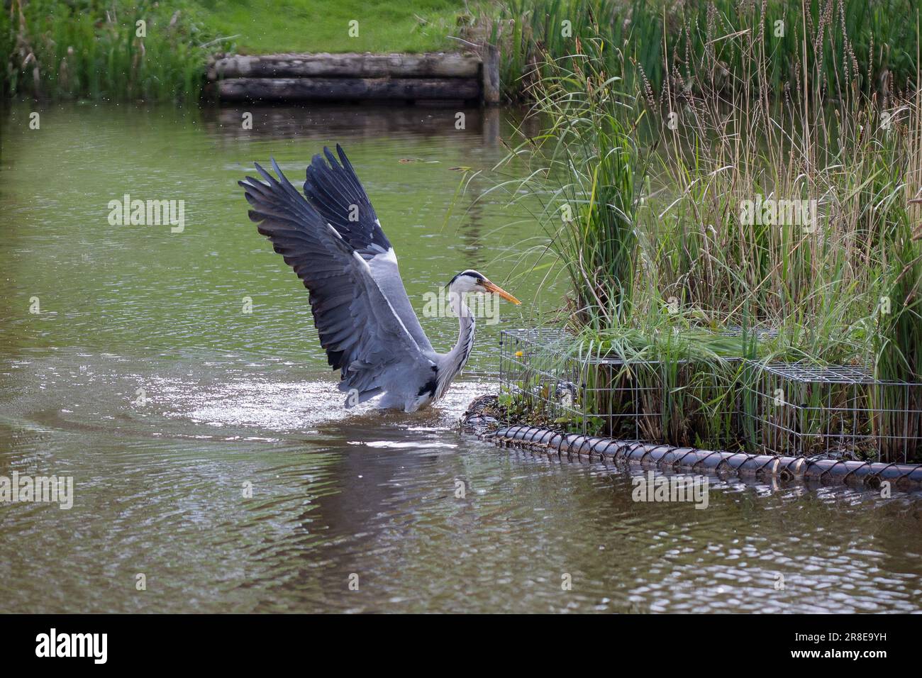 Ein grauer Reiher wird gefangen, wenn er nach einem Tauchgang aus dem Wasser tritt. Die Flügel sind beide nach oben gestreckt, während es am Rand des Pools klammert Stockfoto