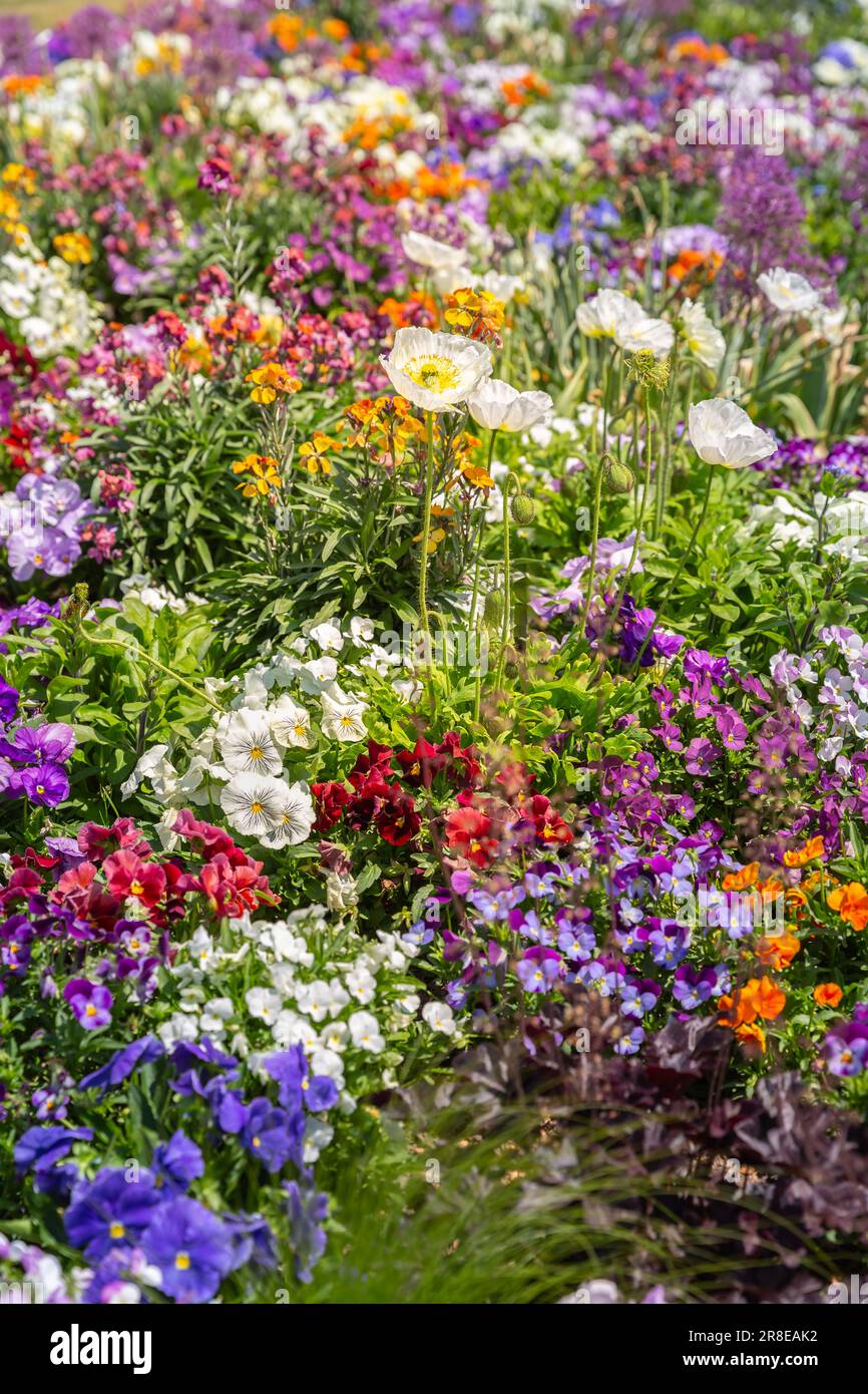Malerischer Blick auf farbenfrohe Blumenbeete an sonnigen Tagen Stockfoto