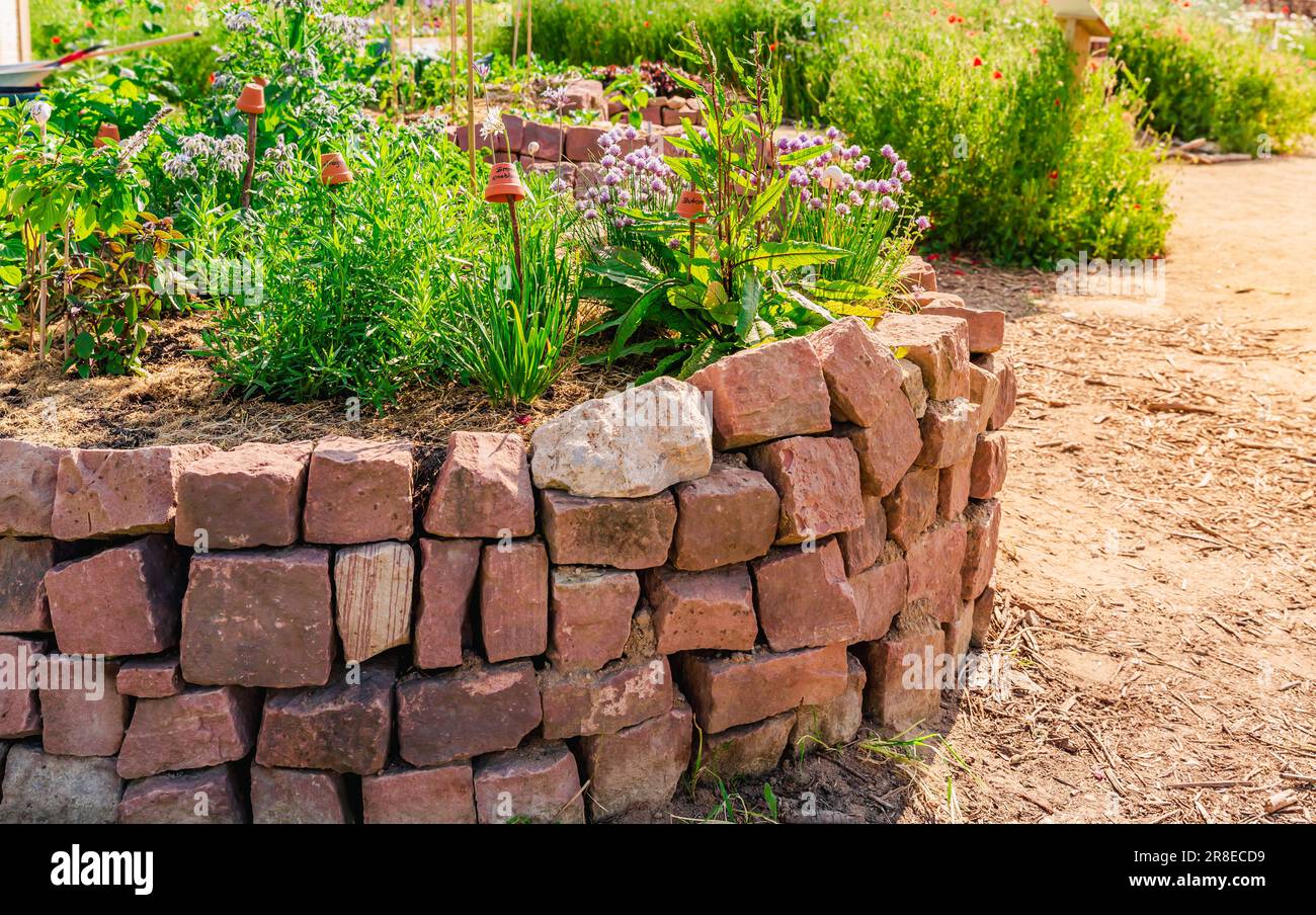 Ornamental garden flower bed mustard Fotos und Bildmaterial in hoher