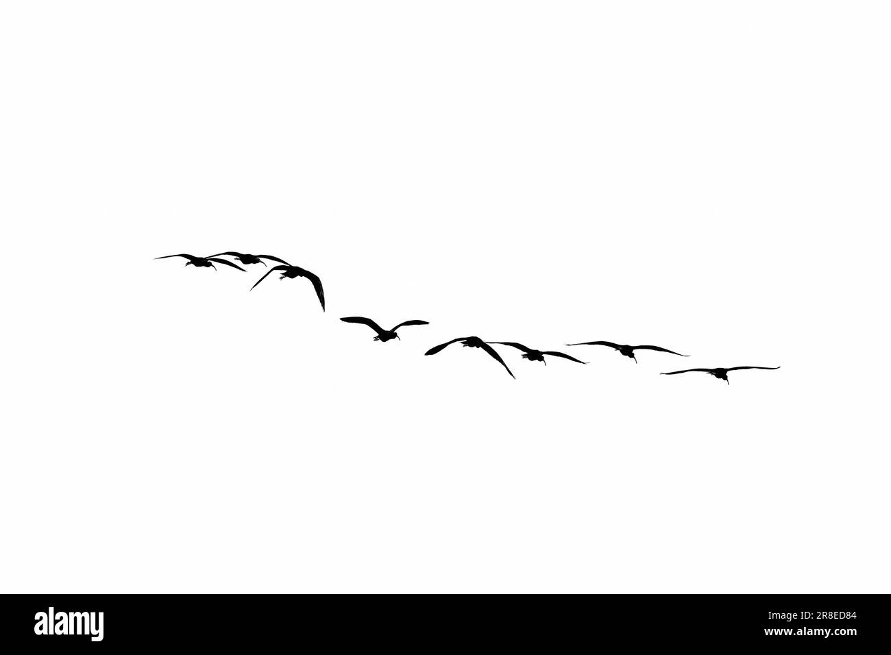 Eine Gruppe von Vögeln, die in Formation gegen einen klaren, weißen Himmel fliegen. Stockfoto