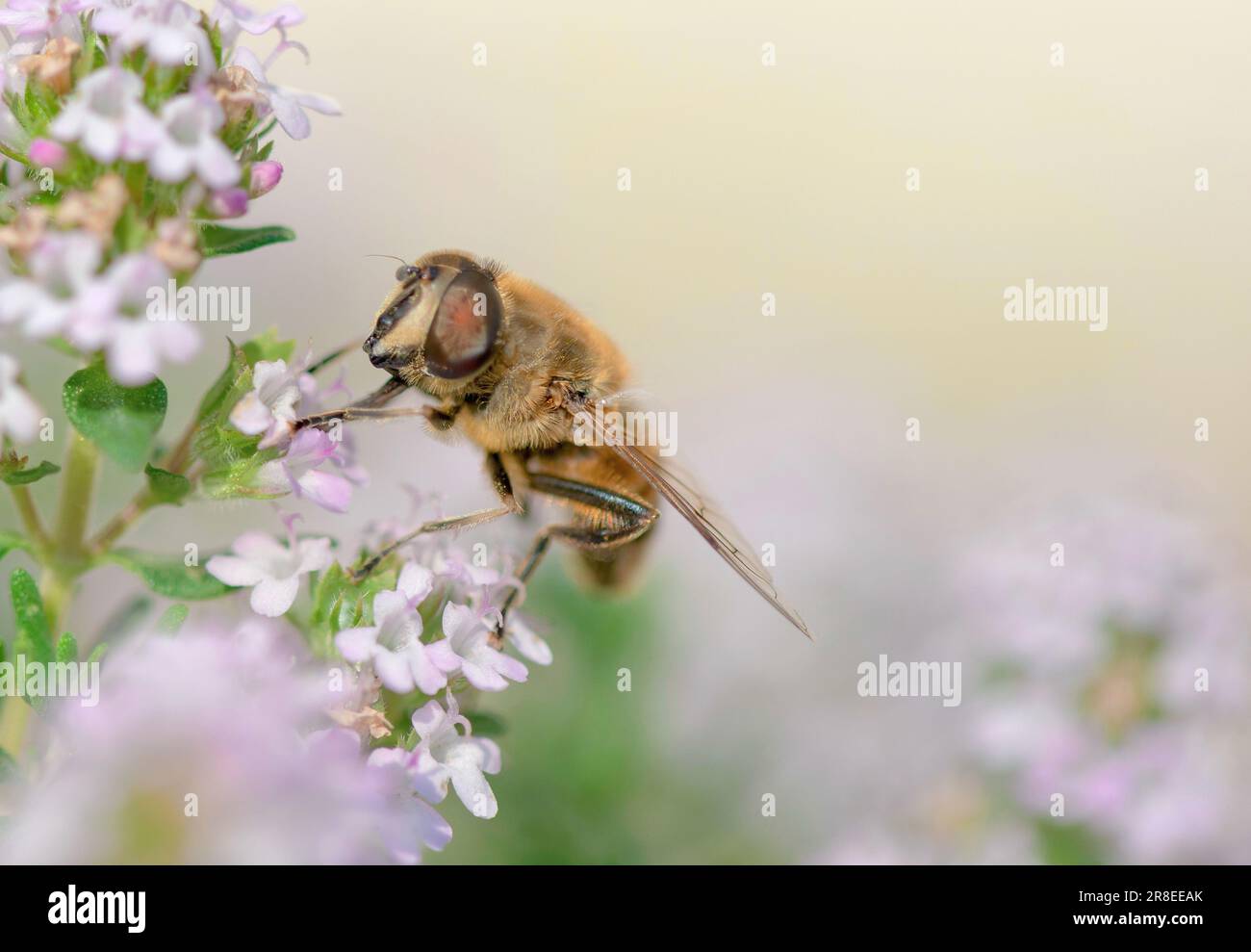Nahaufnahme einer Honigbiene, die im Frühling weiße Thymianblüten in einem Garten auf verschwommenem Hintergrund bestäubt Stockfoto