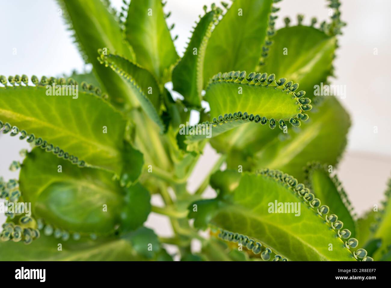 Kalanchoe daigremontiana, mexikanische Hutpflanze oder Mutter Tausender. Stockfoto
