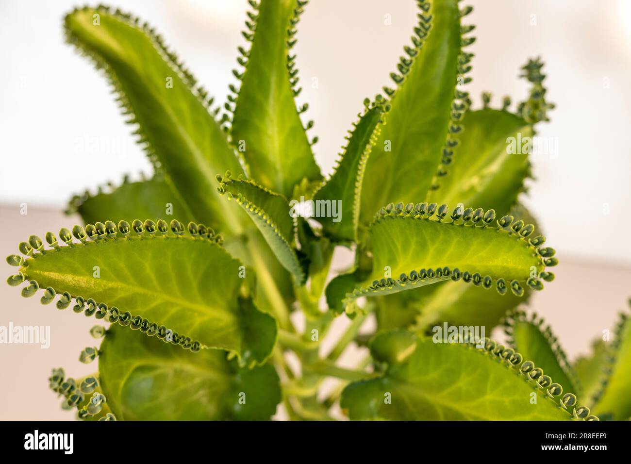 Kalanchoe pinnata winzige grüne Blätter. Kalanchoe Mutter tausender Pflanzen, Makro, Nahaufnahme. Bryophyllum Laetivirens pflanzliches Grün. Stockfoto
