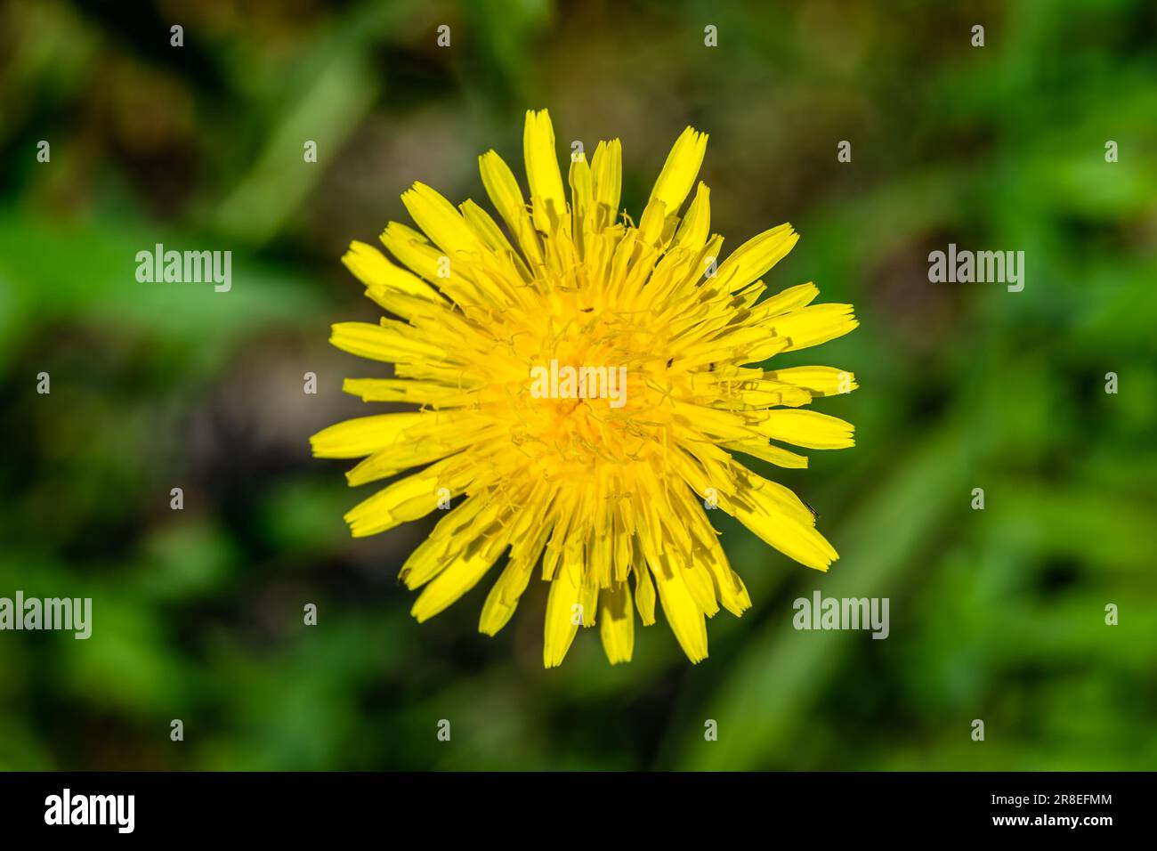Wunderschöne wilde Blume gelber Löwenzahn auf der Wiese, Foto bestehend aus wilder Blume gelber Löwenzahn bis Wiese, wilde Pflanzen Stockfoto