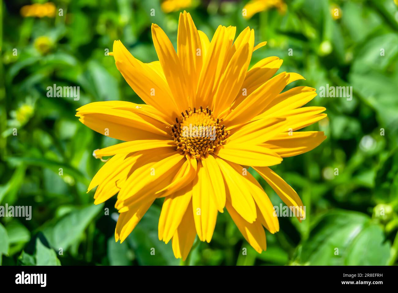 Feiner Wildblumen-Aster falsche Sonnenblume auf der Wiese, Foto bestehend aus Wildblumen-Aster falsche Sonnenblume bis Graswiesen, Stockfoto