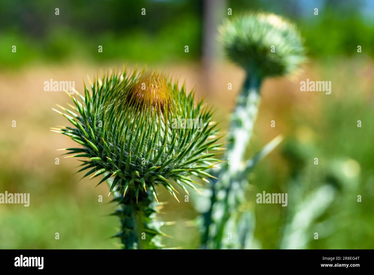 Wunderschöne Blumenwurzel-Klettendistel auf der Wiese im Hintergrund, Foto bestehend aus der wachsenden Blumenwurzel-Klettendistel bis hin zur Graswiese, wächst Stockfoto