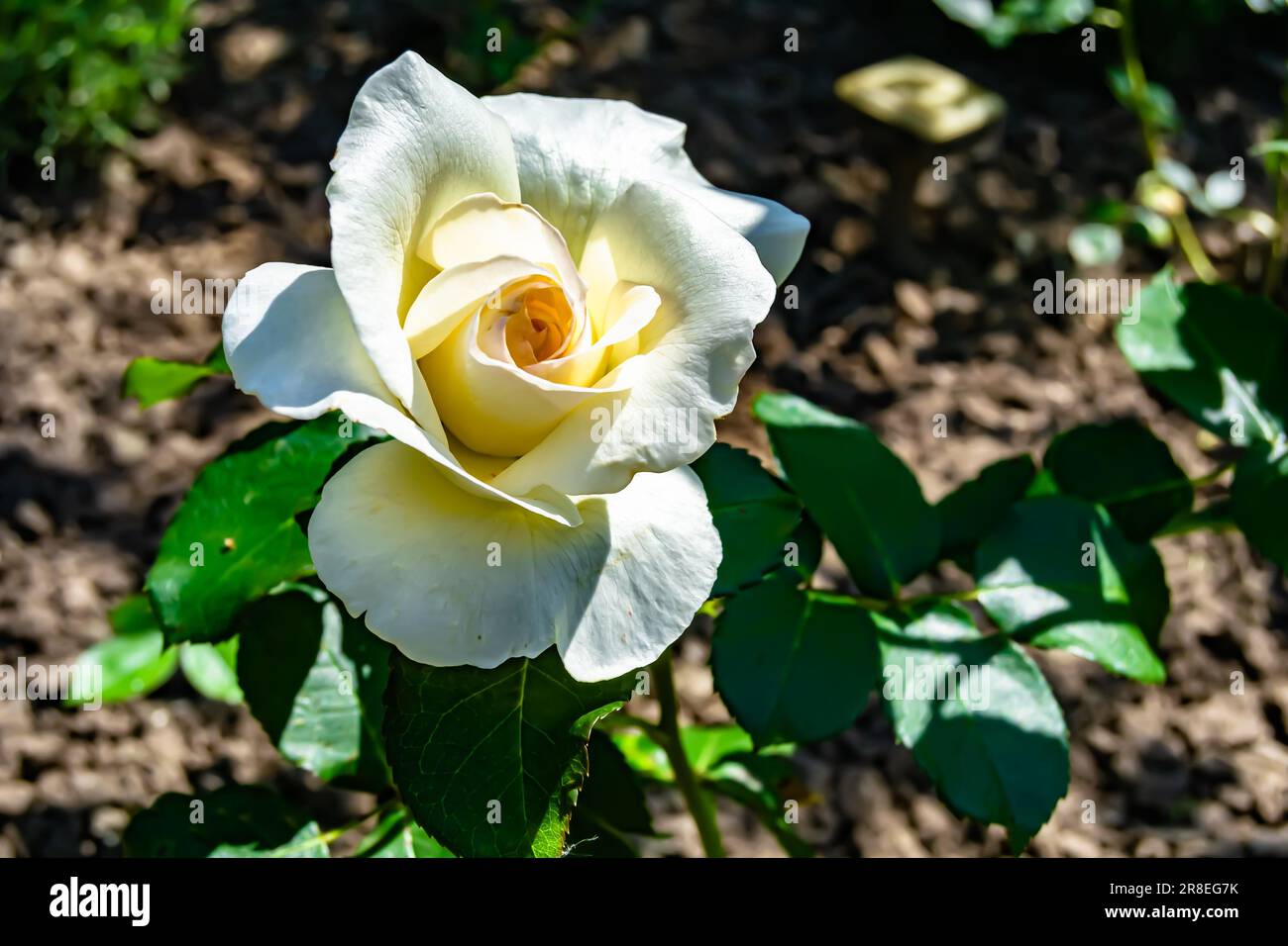 Fotografie zum Thema wunderschöne wilde Blumenrosen auf der Wiese im Hintergrund, Foto bestehend aus wilden Blüten Rose zu Graswiesen, wilder Gro Stockfoto