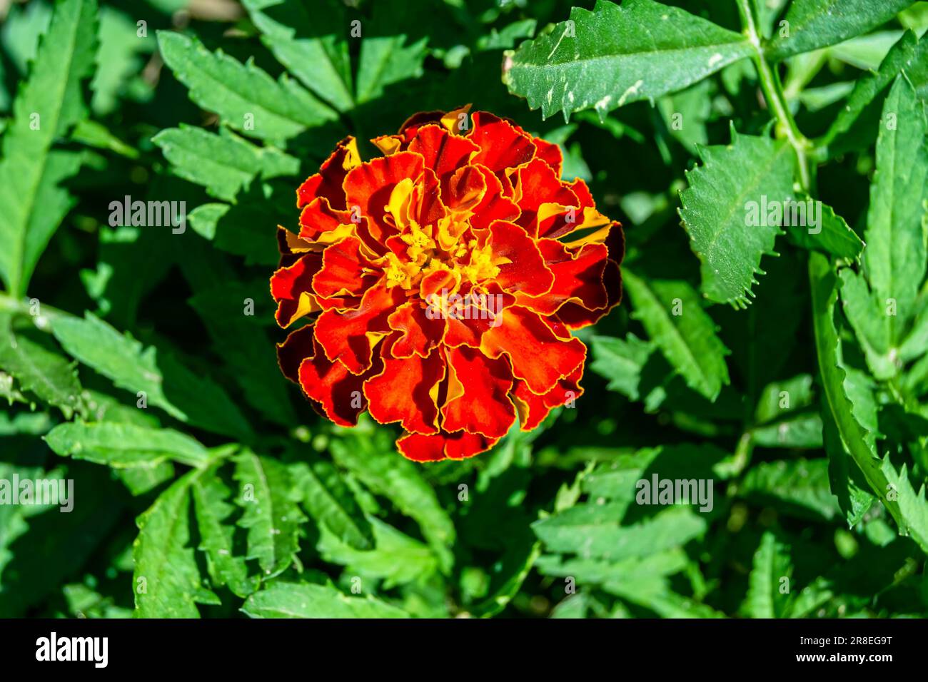 Feine Wildblumen-Ringelblume-Känguru auf der Wiese, Foto bestehend aus Wildblumen-Ringelblume-Känguru bis Graswiesen, Wildg Stockfoto