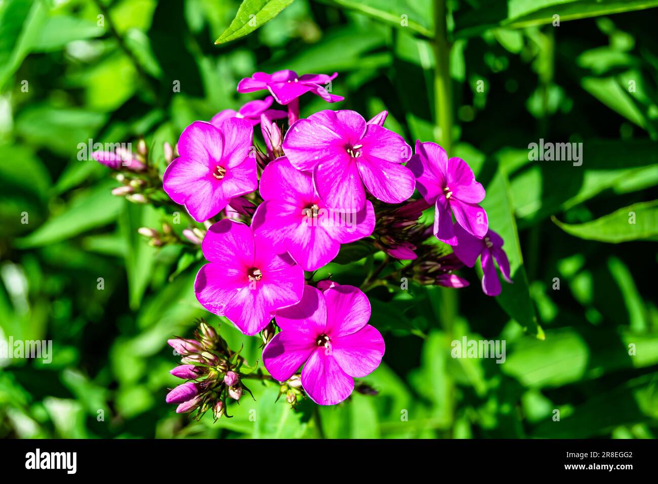Wunderschöne wilde Blume Phlox paniculata auf der Wiese, Foto bestehend aus wilden Blume Phlox paniculata bis Graswiesen, wilde Flo Stockfoto