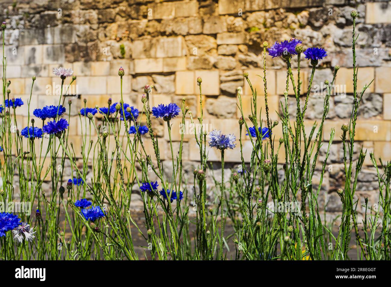 Im Garten mit sonnendurchfluteten blauen Blumen vor dem Hintergrund einer gelben Yorker Steinmauer. Stockfoto