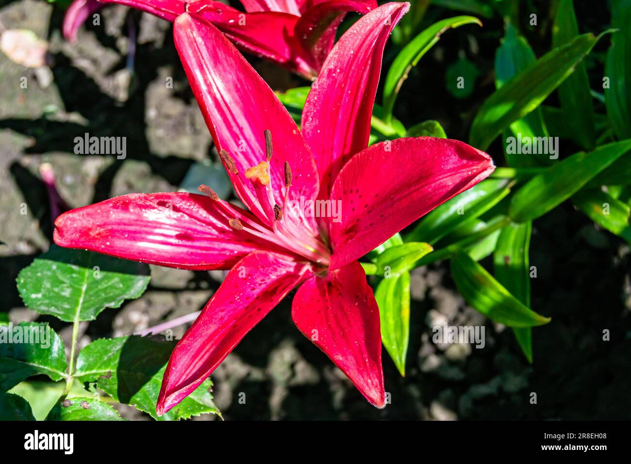 Feine Wildblütenlilie liliaceae auf einer Wiese, Foto bestehend aus Wildblütenlilie liliaceae bis Graswiese, Wildpflanzen f Stockfoto