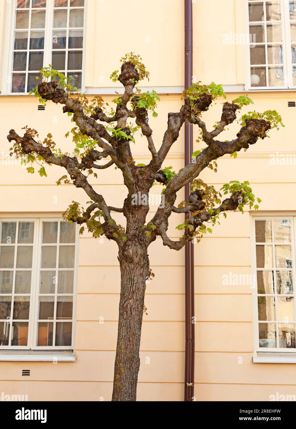 Harter Baum in Stockholm Stockfoto