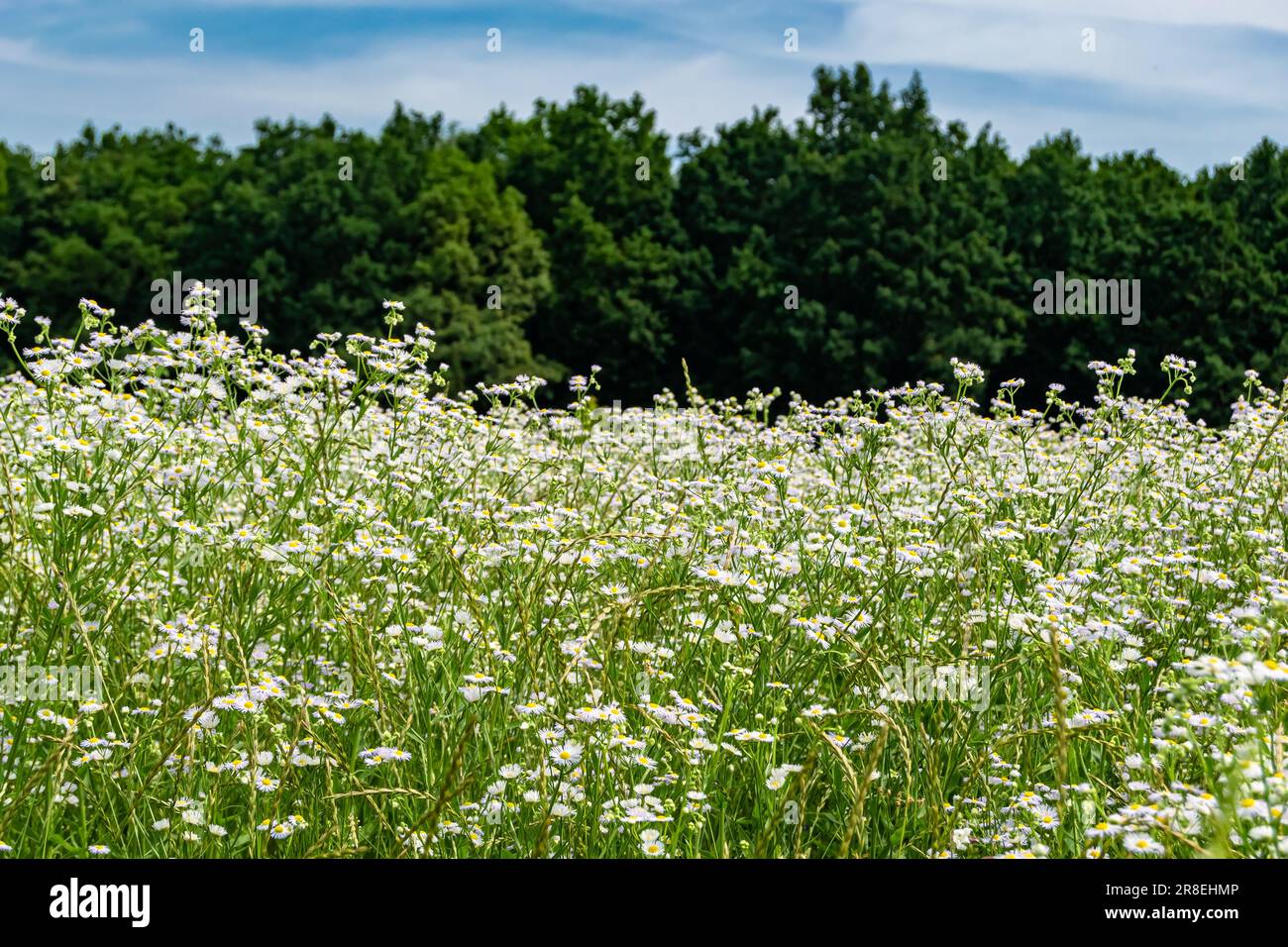 Wunderschöne wilde Blume mexikanische Gänseblümchen auf der Wiese im Hintergrund, Foto bestehend aus wilden Blüten mexikanische Gänseblümchen bis Graswiesen, wildes Wachstum Stockfoto