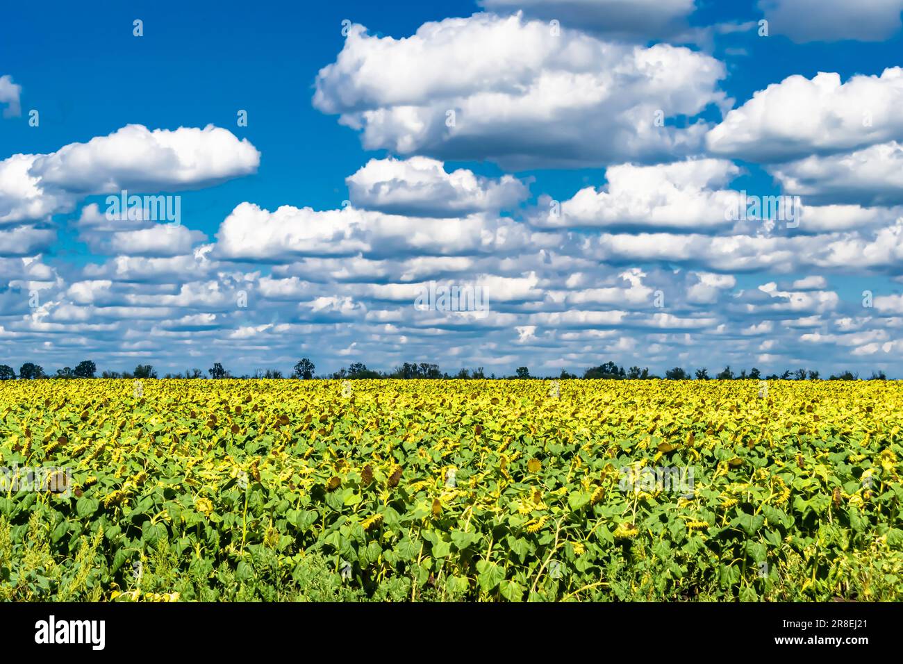 Fotografie zum Thema wunderschöne Wildblumen-Sonnenblumen auf der Wiese im Hintergrund, Foto bestehend aus Wildblumen-Sonnenblumen bis Wiese, wild Stockfoto