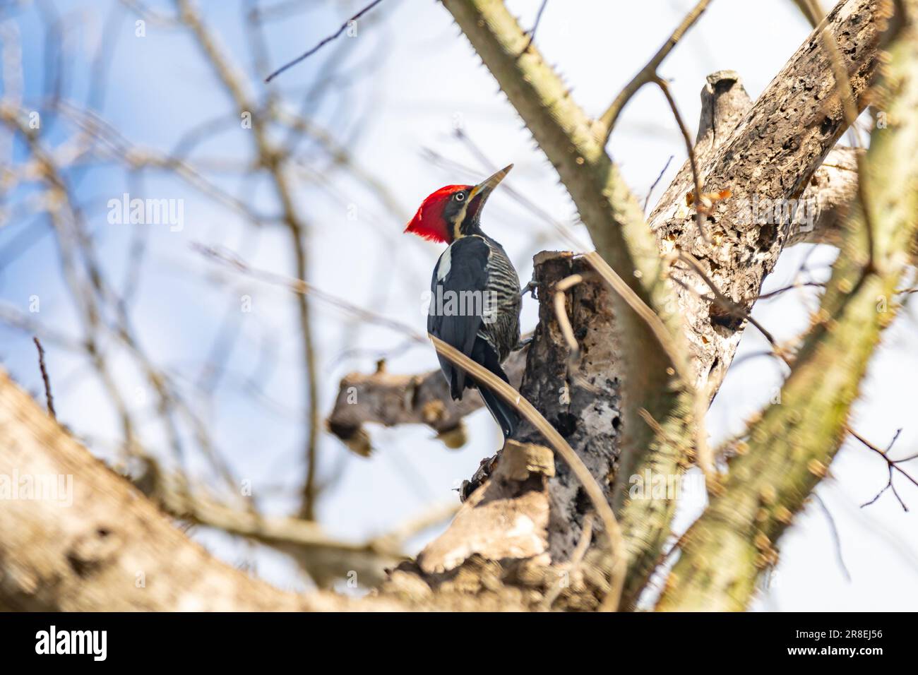 Männlicher Specht auf dem Kofferraum, auf der Suche nach einer Mahlzeit (Pica-pau de Banda Branca, Dryocopus lineatus) Stockfoto