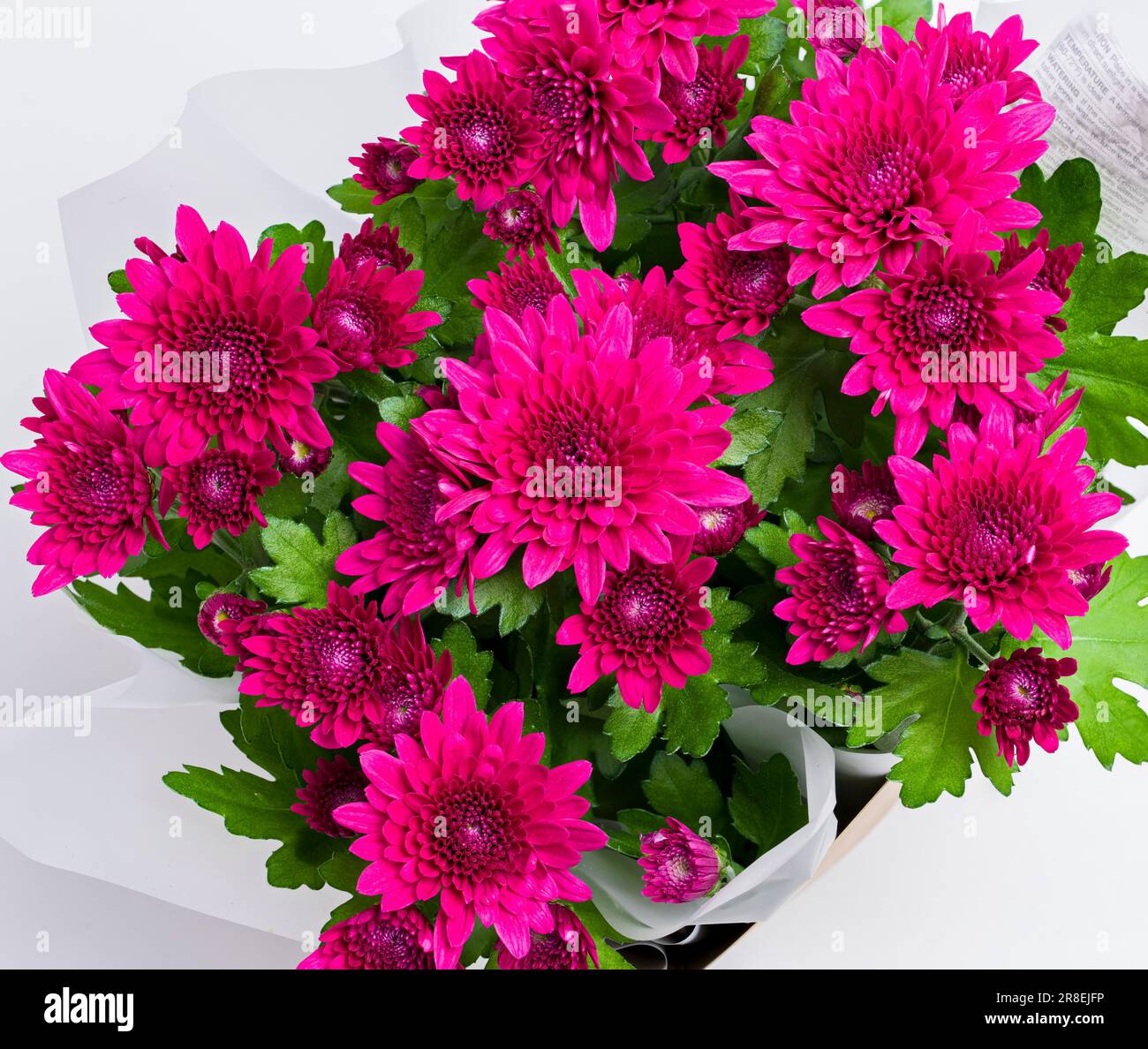 Chrysanthemen, auch bekannt als die harte Mutter und Florist's Gänseblümchen in dunkelrot. Es ist ein chinesischer Einheimischer, der seit über Jahren kultiviert und dekoriert wird Stockfoto