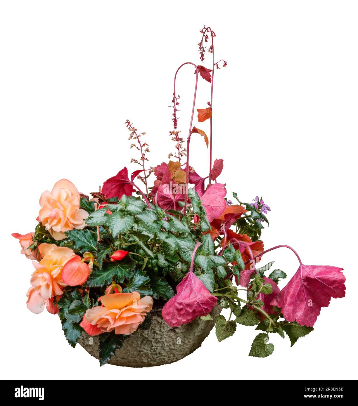 Nahaufnahme einer isolierten Pflanzschüssel mit Begonia und heuchera-Blüten Stockfoto