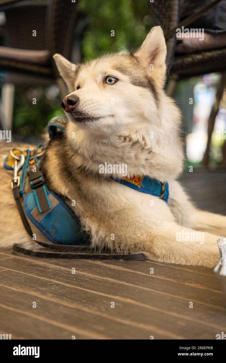 Sibirisches Husky-Porträt aus der Nähe, sibirisches Husky-Gesicht. Hundeschlittenmuschel mit blauen Augen im Außenporträt Stockfoto