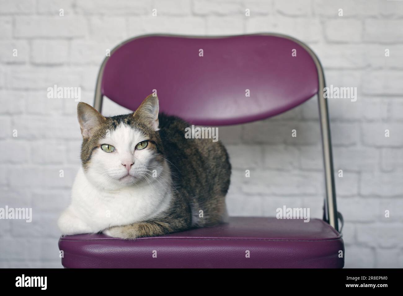 Porträt einer Senior-Katze, die auf einem Stuhl gegen ein Foto von der Wand sitzt. Stockfoto