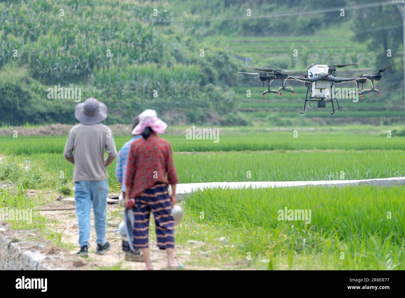 CHONGQING, CHINA - 20. JUNI 2023 - Landwirte verwenden eine Pflanzenschutzdrohne, um Insekten für Reis zu „töten“ in Chongqing, China, 20. Juni 2023. Es wird gemeldet Stockfoto