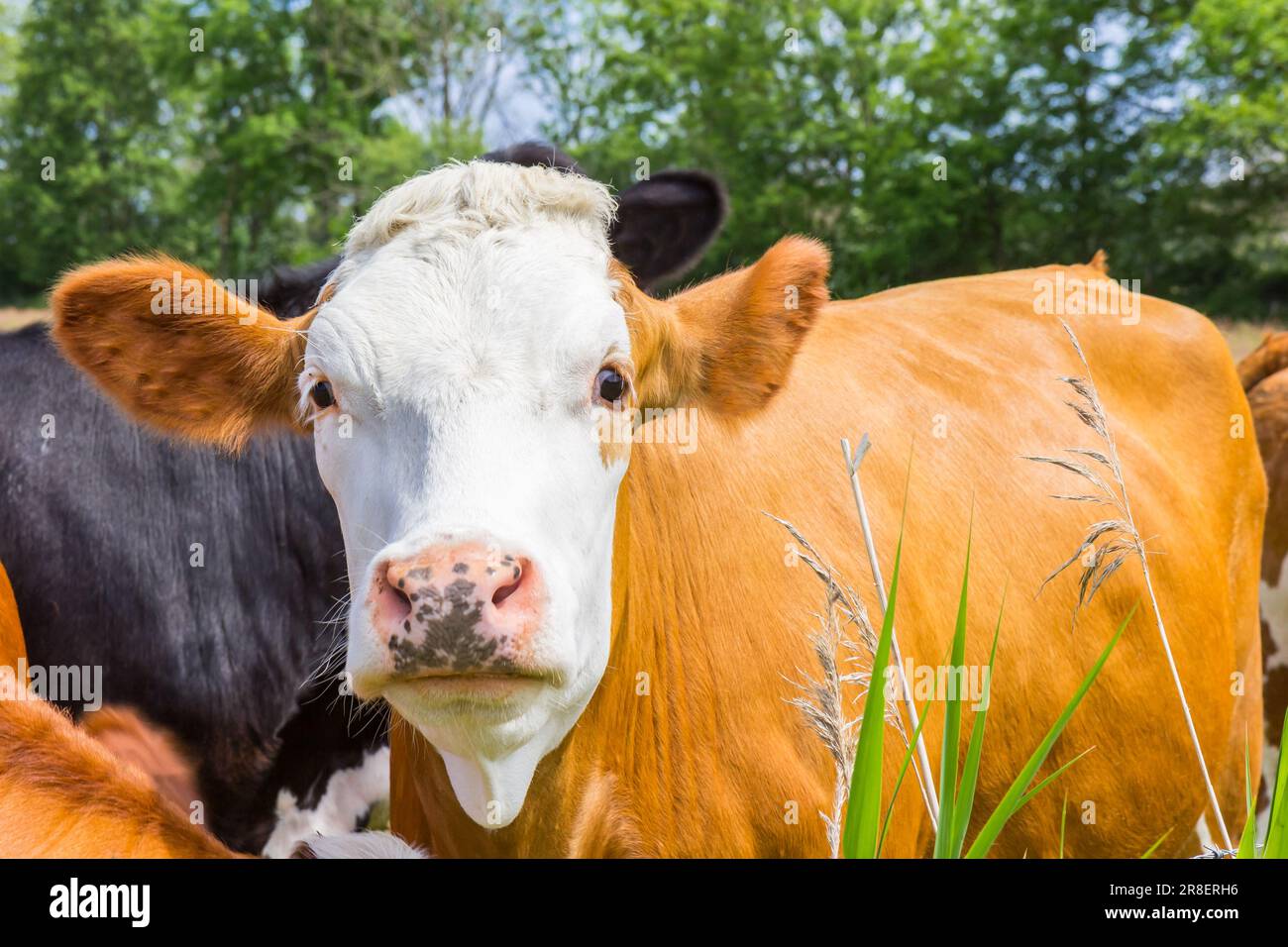 Holländische Kuh auf dem Feld bei Orvelte in Drenthe, Niederlande Stockfoto