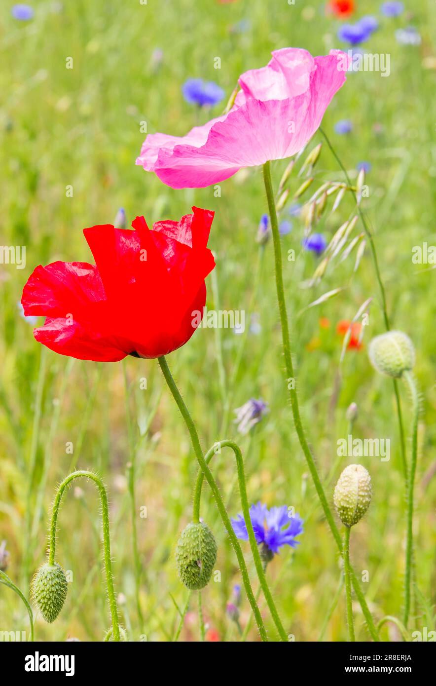 Roter und rosa Mohn auf einem Roggenfeld im Frühling in Drenthe, Niederlande Stockfoto