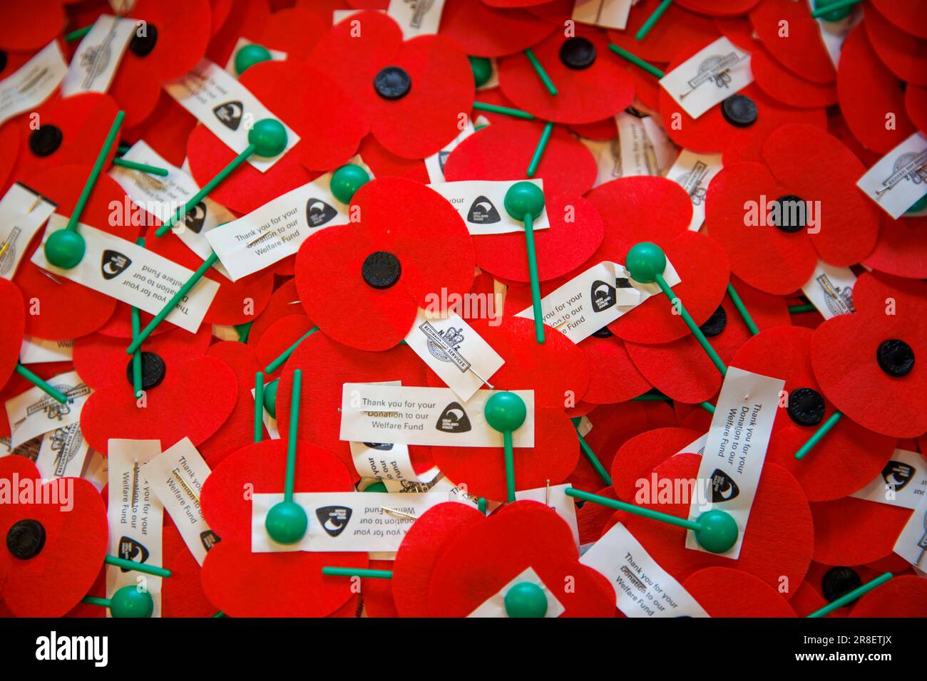 Roter Mohn zum Gedenken an den Remembrance Day zusammen gebündelt Stockfoto