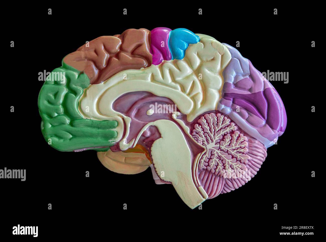 Anatomisches Modell eines Querschnitts des menschlichen Gehirns. Intelligenz, Psychologie, Migräne oder Neurowissenschaft. Stockfoto