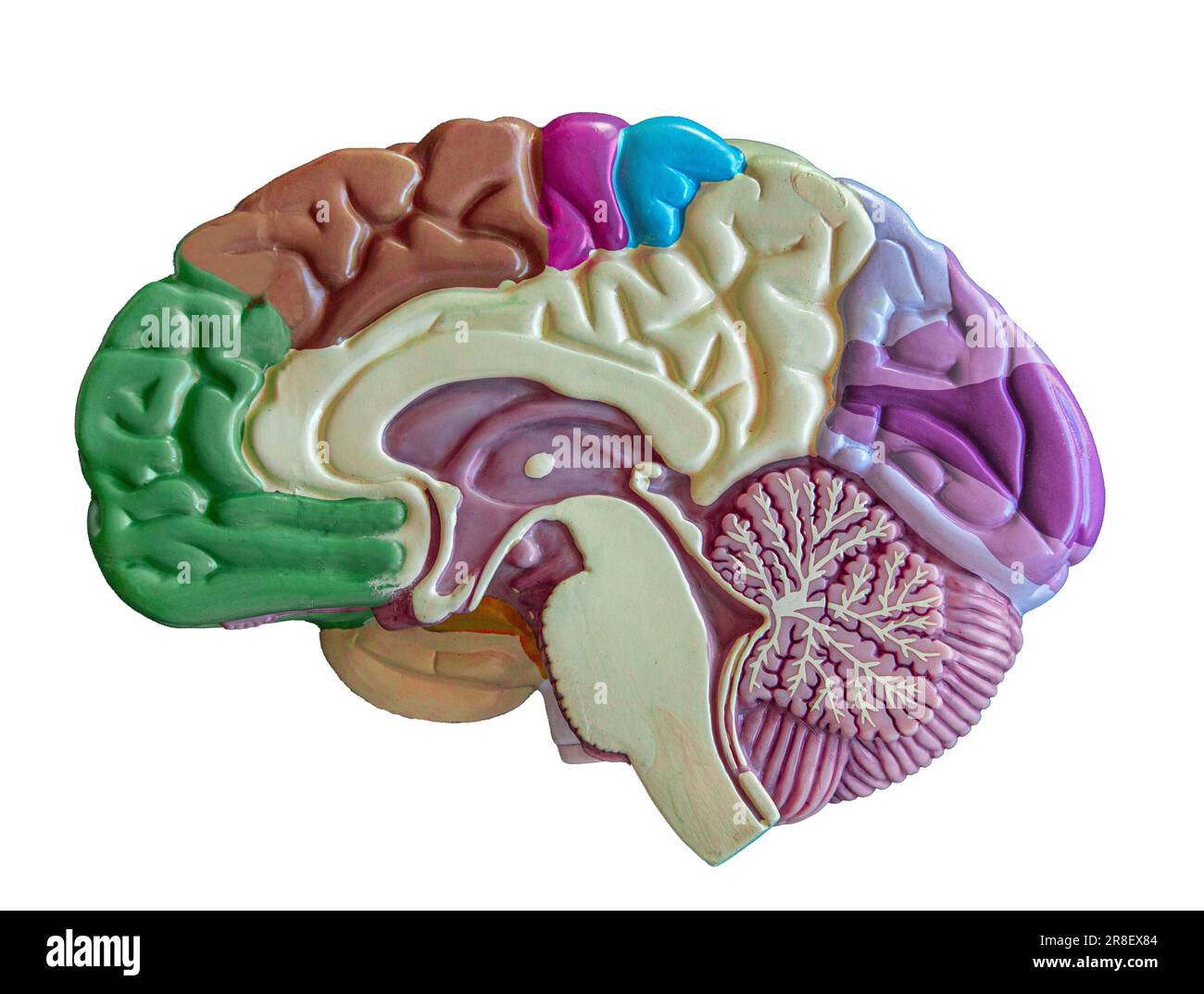 Anatomisches Modell eines Querschnitts des menschlichen Gehirns. Intelligenz, Psychologie, Migräne oder Neurowissenschaft. Stockfoto