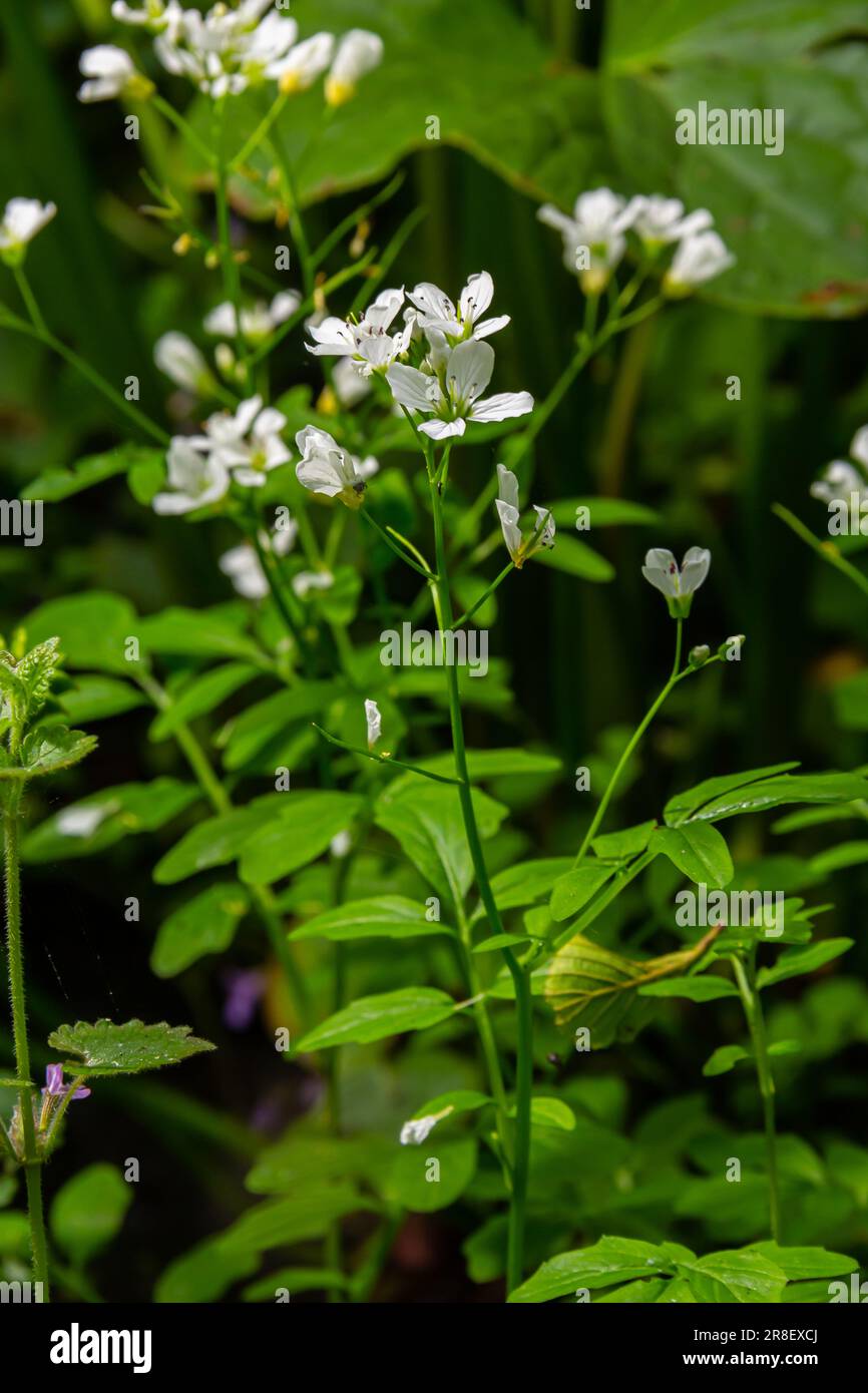 Cardamine Amara, auch bekannt als große Bitterkresse. Frühlingswald. Blumiger Hintergrund einer blühenden Pflanze. Stockfoto