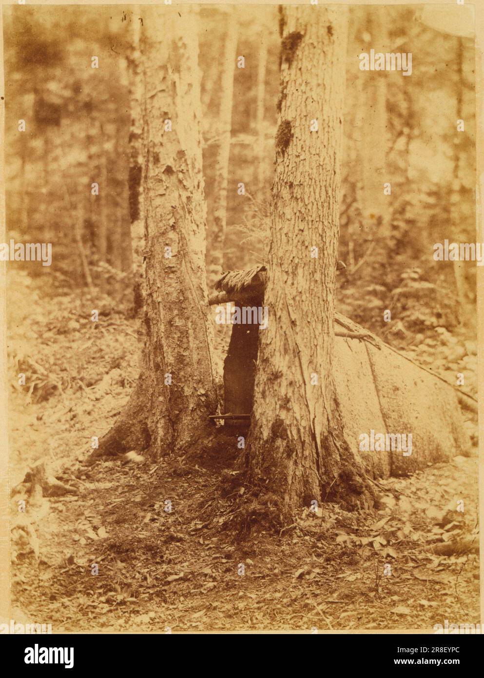 Unbenannt aus dem Portfolio The Forest: Adirondack Woods 1859 von William James Stillman, geboren in Schenectady, NY 1828, gestorben in Surrey, England 1901 Stockfoto