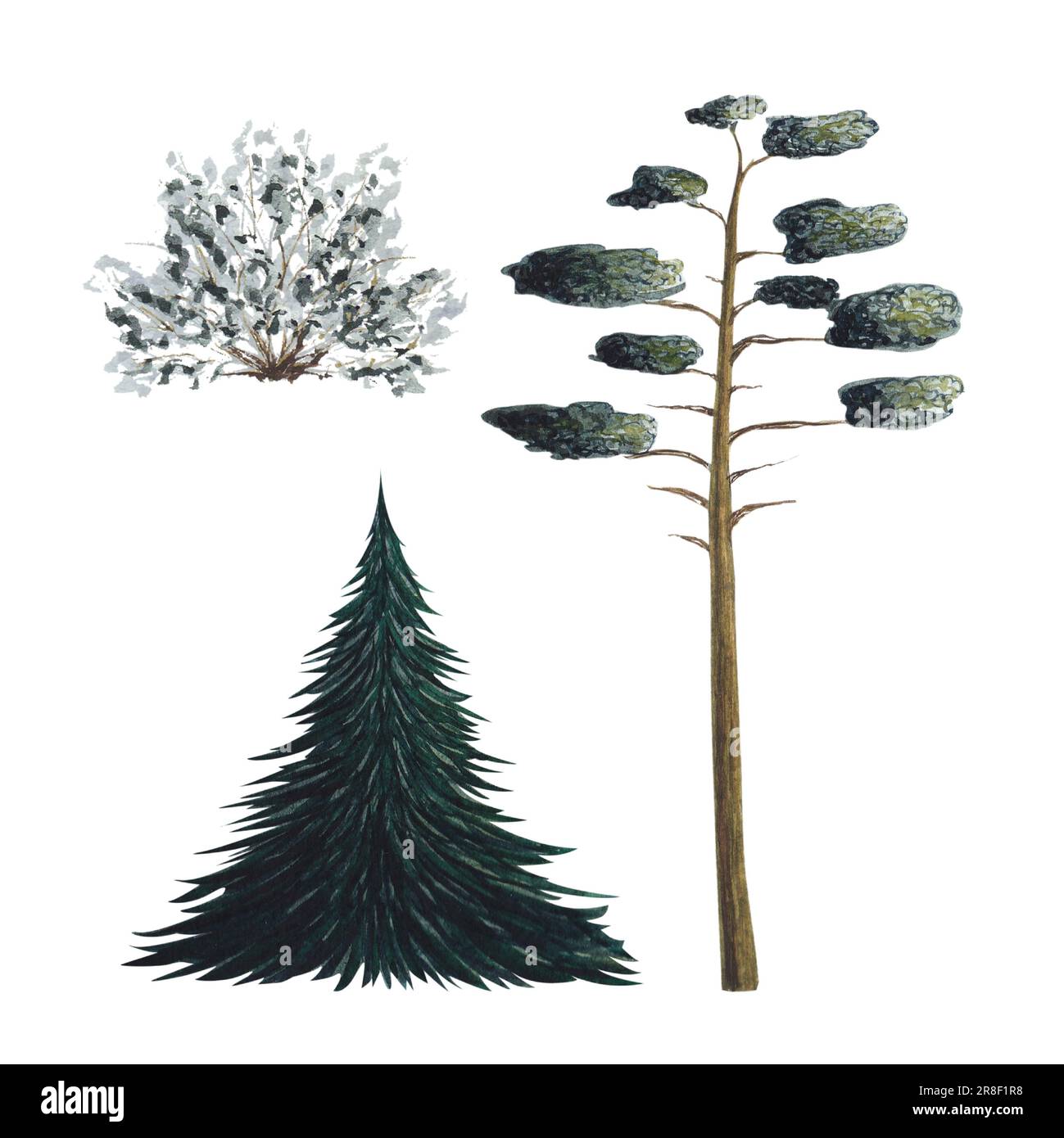 Tannenbaum, Fichte. Baumstümpfe, Pinsel, Pinsel. Grüner Kiefernbaum. Aquarell isolierte Abbildung auf weißem Hintergrund. Handgezeichnet. Stockfoto