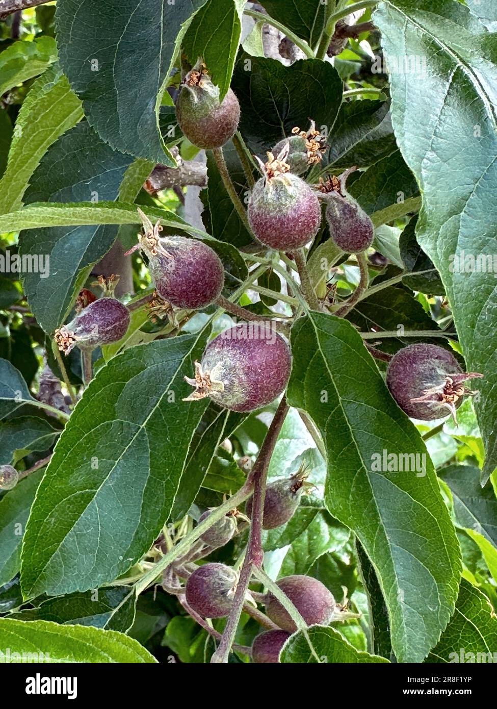 Apfelgarten Apfelbäume in Südtirol Stockfoto